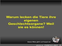 Warum lecken die Tiere ihre eigenen Geschlechtsorgane?