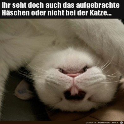 Ein-w&uuml;tendes-H&auml;schen.jpg von Enya