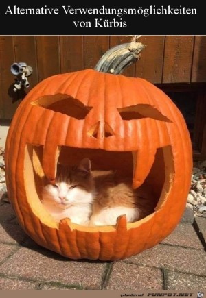 Der-Katze-gefllt-es.jpg auf www.funpot.net