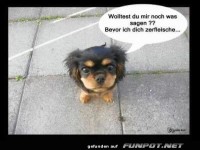 S��er Hund mit frechem Spruch