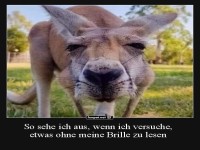 K�nguru ohne Brille