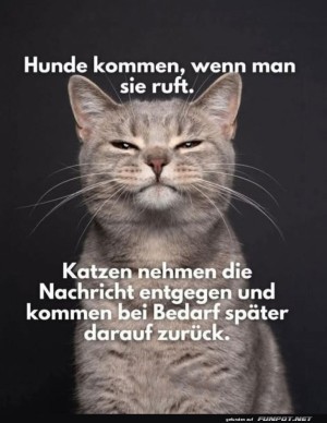 Katzen-Charme-und-Unabhängigkeit.jpg auf www.funpot.net