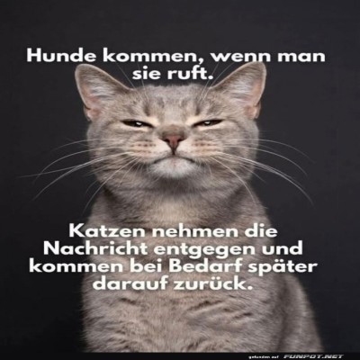 Katzen-Charme-und-Unabh&auml;ngigkeit.jpg von Celina93