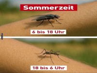 Sommerzeit: Nervige Insekten im Alltag