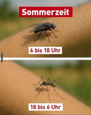 Sommerzeit:-Nervige-Insekten-im-Alltag.jpg auf www.funpot.net