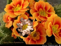 eine wunderschne Blume