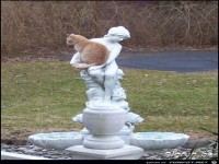 Katzen sitzen �berall