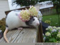 Geschm�ckter Nager