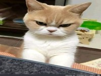 Beleidigte Leberwurst