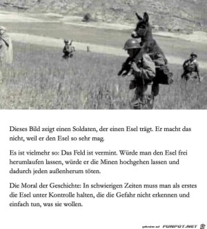 Esel.jpg auf www.funpot.net