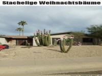 Kakteen mit Weihnachtsm�tzchen