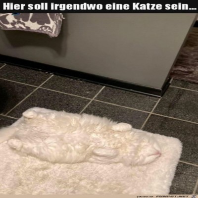 Wo-ist-die-Katze?.jpg von Matteo
