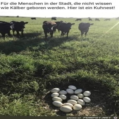 Nest.jpg von Lawrence