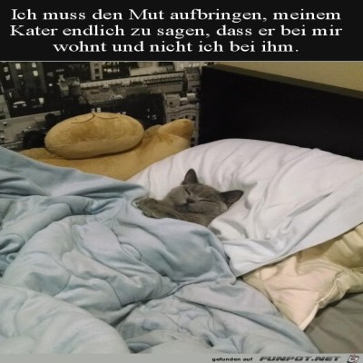 Kater-ist-der-Chef.jpg von Karan