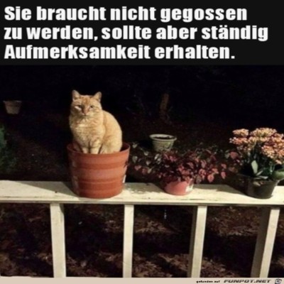Muss-nicht-gegossen-werden.jpg von Jaden