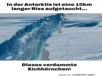 Dieses Eichh�rnchen wieder