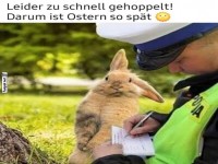 Schneller Hase bekommt Strafzettel
