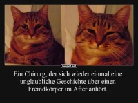 Wenn Katzen Chirurgen imitieren