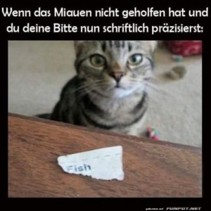 fun-Bild: Katzenmemo: Neues Verhandlungslevel erreicht