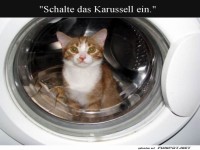 Katzenw�sche im neuen Stil!