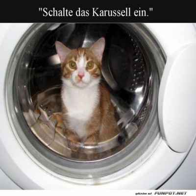 Katzenwäsche-im-neuen-Stil!.jpg von Roger05