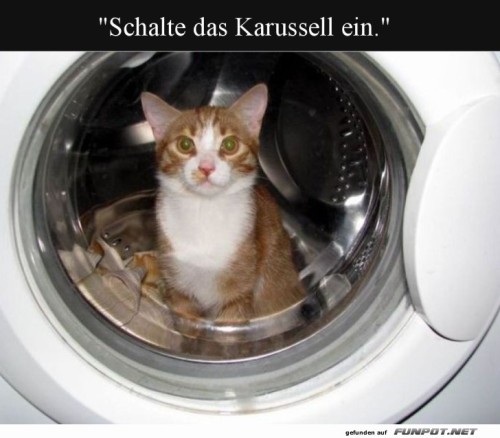Katzenw�sche-im-neuen-Stil!.jpg auf www.funpot.net