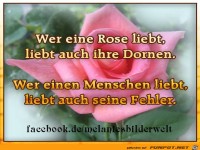 Wer eine Rose liebt