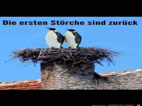 Die ersten St�rche sind zur�ck...