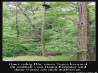 Katze wartet auf B�r