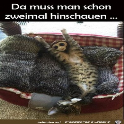 Da-muss-man-zweimal-hinsehen.jpg von Theda