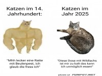 Katzen fr�her vs. Katzen heute
