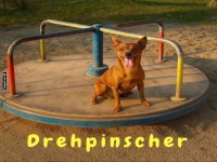 Der unerschrockene Drehpinscher dreht auf!