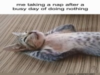 Fauler Tag: Kater im Chillmodus