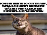 Katzenhumor: Puschel-Gefahr!