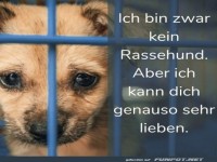 Liebe auf den ersten Blick: Untersch�tzter Pfotenfreund