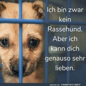 Liebe-auf-den-ersten-Blick:-Untersch�tzter-Pfotenfreund.jpg von Clarissa