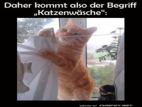 Die Katze, die W�sche meistert!