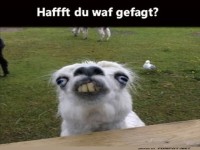 Wenn Lamas sprechen k�nnten...