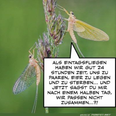 Speed-Dating-f&uuml;r-Eintagsfliegen.jpg von Goldlocke