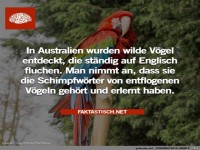 Wilde Vgel