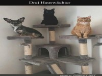 Drei Hausw�chter