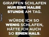 Giraffen schlafen wenig, langer Hals als Folge