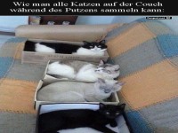 Katzen clever auf der Couch organisiert
