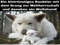 Wer braucht einen Wolf im Schafspelz?