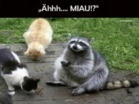 Wer hat den Waschbren in die Katzen-Clique eingeladen?