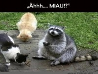 Wer hat den Waschbären in die Katzen-Clique eingeladen?