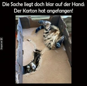 fun-Bild: Kartonchaos: Wer sagt, Katzen m&ouml;gen Boxen?