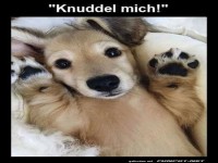 Knuddelalarm: Der Kuschelprofi ist bereit!