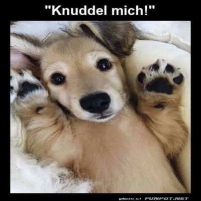 Knuddelalarm:-Der-Kuschelprofi-ist-bereit!.jpg von Lennox44