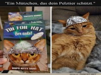 Wenn Katzen vor Aliens sicher sind